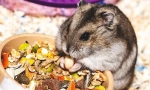 Ce mănâncă hamsterii junglă