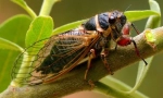 Tsicada (foto): insecte priceput