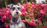 Miniatura schnauzer (foto): prieten magnific, fiabil și credincios curajos