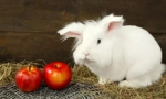 Rabbit decorativ: principalele reguli ale nutriției sănătoase
