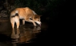 Dingo - dog wild australia