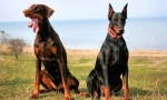 Doberman pinscher (foto): totul despre caracteristicile unui proprietar de rasă dedicat dedicat