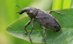 Weevil