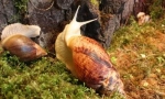 Homemade mollusk - snail aherher
