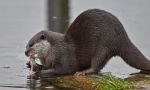Acasă otter: animal afectiv sau animal sălbatic