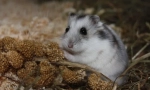 Dzhungarian hamster: descriere, preț, conținut, hrănire