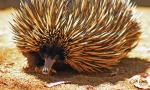 Echidna - Fotografie și descriere a unui animal uimitor