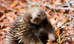 Echidna: fotografie și descriere detaliată a animalului