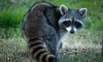 Raccoon stroskun (foto): fidget curios de animale