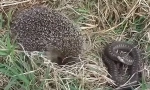 Hedgehogul mănâncă șerpi și șoareci