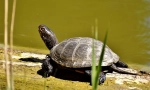 Turtle european de mlaștină: descrierea și stilul de viață