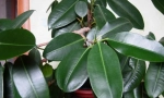 Ficus frecare (elastic)