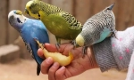 Fructe și legume pentru papagal