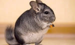 Fructe, legume și fructe de padure pentru chinchilla