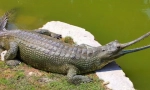 Gavial gangsky