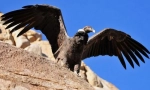 Unde trăiește condor bird?