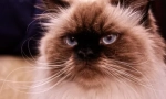 Himalayan cat: rasa, nu locuiesc niciodată în munți