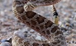 Rattlesnake