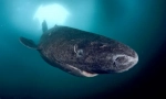 Greenland shark - cel mai lung animal de vertebrate