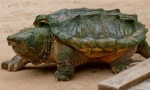 Broască țestoasă