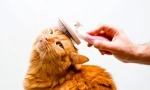 Grooming pisici la domiciliu: specii și caracteristici de igienă felină