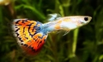 Guppy (poecilia reticulata)