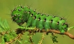 Caterpilrs în natură și acasă