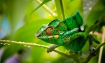 Chameleon (foto): un adevărat conspirator al lumii animalelor