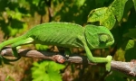 Chameleon obișnuit