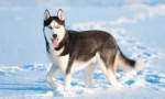 Husky: teoria numelui de origine
