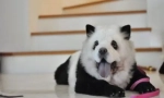 Hit china: chow-chow panda