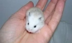 Hamster roborovsky