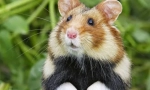 Hamster