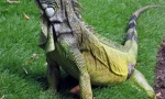 Iguană