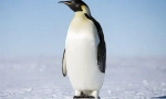 Penguin imperial