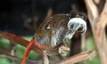 Tamarin imperial