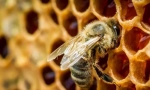 Interesant despre albine