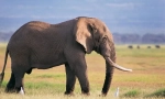 Interesant despre elefantul