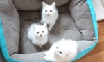 Fapte interesante despre pisicile alb albastru