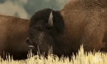Fapte interesante despre bison