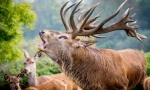 Fapte interesante despre cerbul nobil