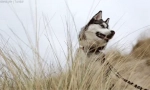 Fapte interesante despre husky