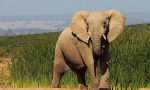 Fapte interesante despre elefanți