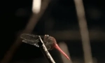 Fapte interesante despre dragonfly