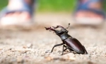 Fapte interesante despre beetle-deer