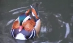 Fapte interesante despre duck-mandarin