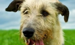 Irlandeză wolfhound (fotografii): hunter priceput cu aspect aristocratic