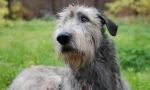 Irlandez wolfhound