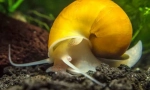 Apple snail