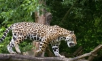 Jaguar (fotografie de animale): norocos și frumos pisică mare